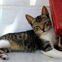 Mykonos Katzen (63)